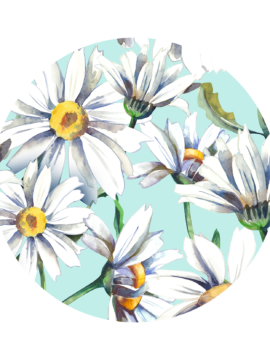 Daisy